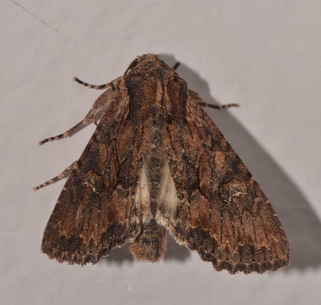 Lepidottero da identificare - Mniotype solieri, Noctuidae